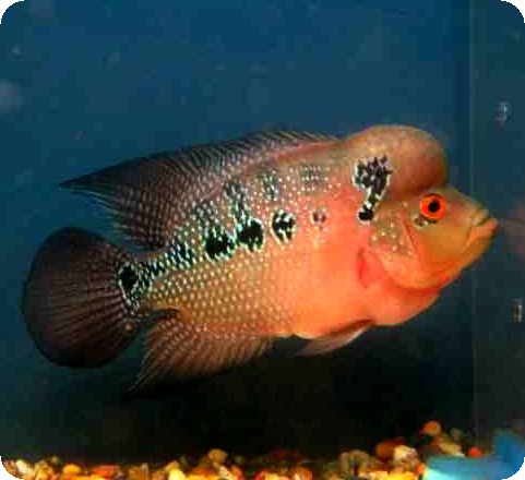 Flowerhorn - Golden Kamfa - 1-2 inch